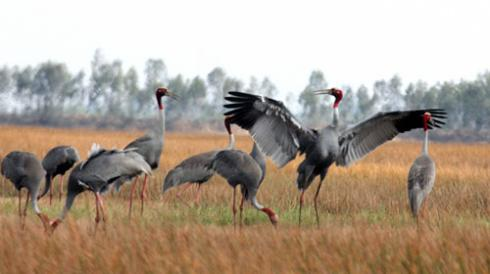 Tram Chim National Park. (Photo:Sggp)